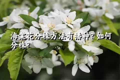 海棠花分株方法有播种？如何分株？