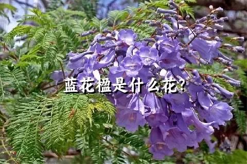 蓝花楹是什么花？