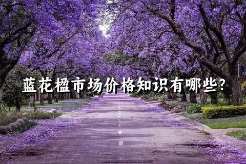 蓝花楹市场价格知识有哪些？