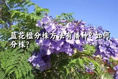 蓝花楹分株方法有播种？如何分株？