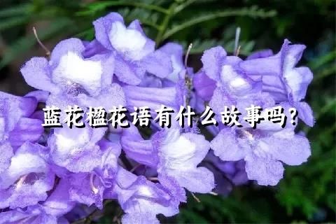 蓝花楹花语有什么故事吗？