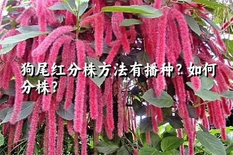 狗尾红分株方法有播种？如何分株？