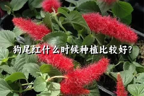 狗尾红什么时候种植比较好？