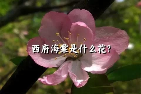 西府海棠是什么花？