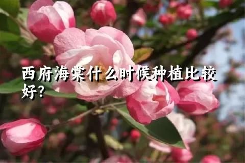 西府海棠什么时候种植比较好？