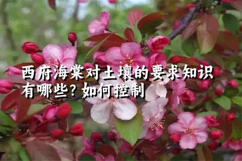 西府海棠对土壤的要求知识有哪些？如何控制