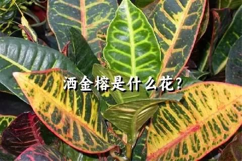 洒金榕是什么花？