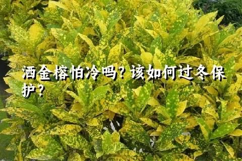 洒金榕怕冷吗？该如何过冬保护？