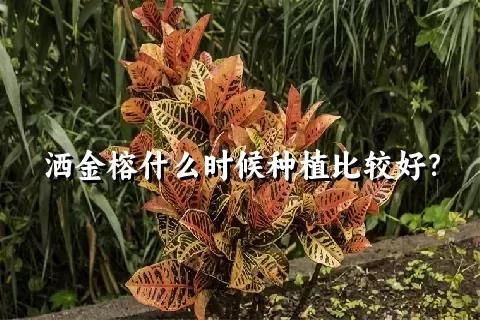 洒金榕什么时候种植比较好？