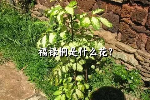 福禄桐是什么花？