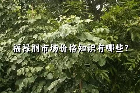 福禄桐市场价格知识有哪些？