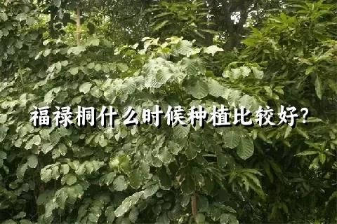 福禄桐什么时候种植比较好？