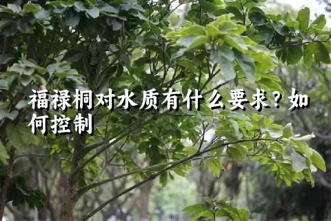 福禄桐对水质有什么要求？如何控制