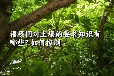 福禄桐对土壤的要求知识有哪些？如何控制