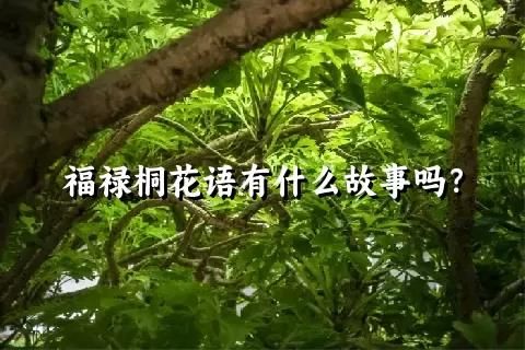 福禄桐花语有什么故事吗？