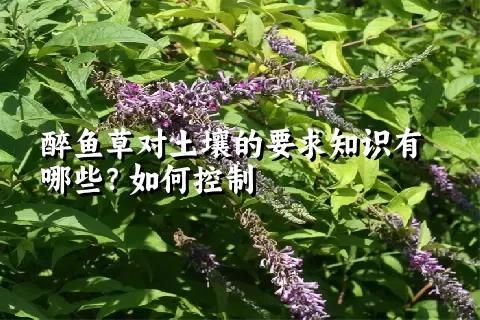 醉鱼草对土壤的要求知识有哪些？如何控制