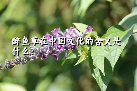 醉鱼草在中国文化的含义是什么？
