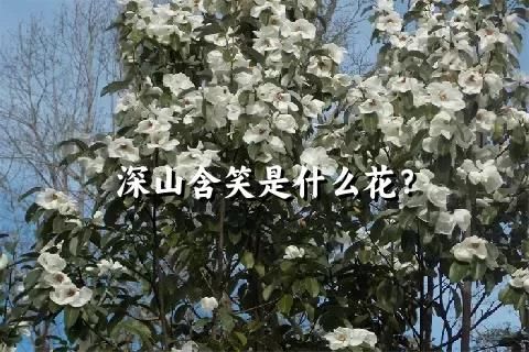 深山含笑是什么花？