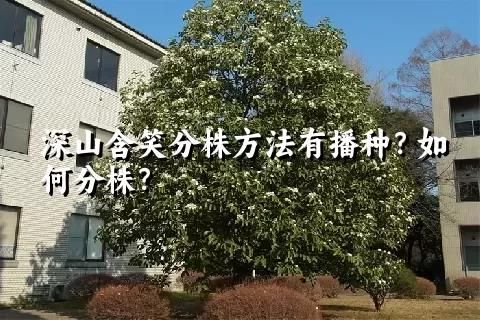 深山含笑分株方法有播種？如何分株？