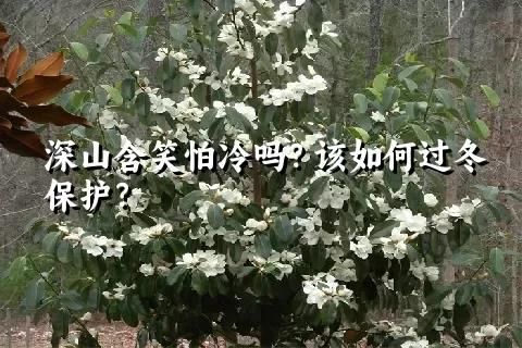 深山含笑怕冷嗎？該如何過(guò)冬保護(hù)？