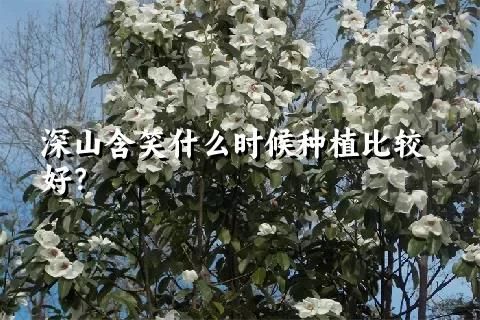 深山含笑什么時(shí)候種植比較好？