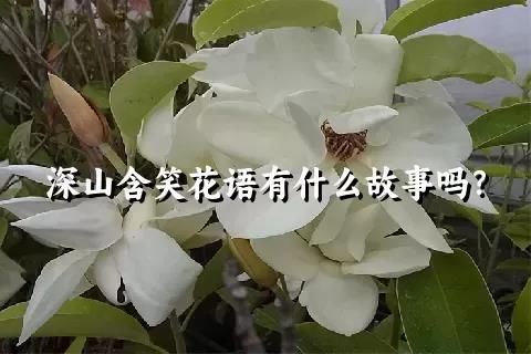 深山含笑花語(yǔ)有什么故事嗎？