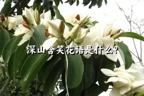 深山含笑花語(yǔ)是什么？