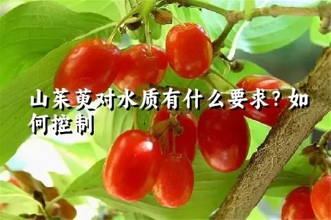 山茱萸对水质有什么要求？如何控制