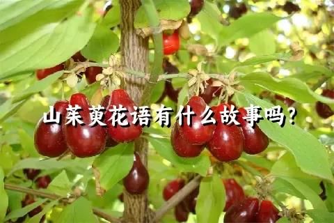 山茱萸花语有什么故事吗？