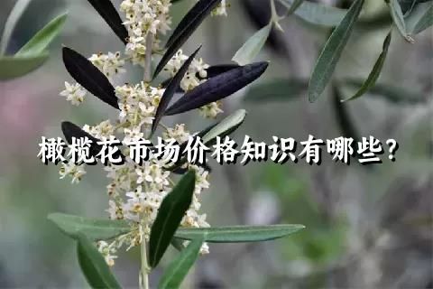 橄欖花市場價格知識有哪些？
