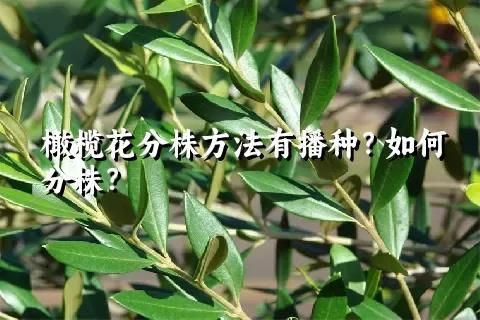 橄欖花分株方法有播種？如何分株？