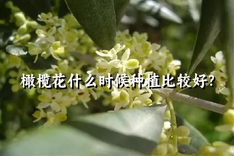 橄欖花什么時候種植比較好？