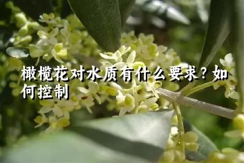 橄欖花對水質有什么要求？如何控制