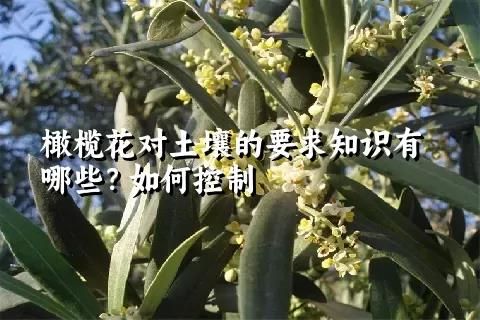 橄欖花對土壤的要求知識有哪些？如何控制