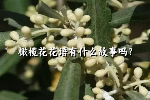 橄欖花花語有什么故事嗎？