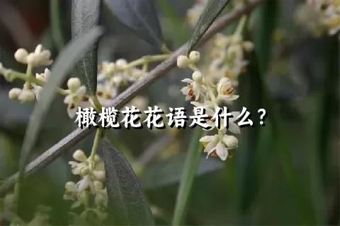 橄欖花花語是什么？