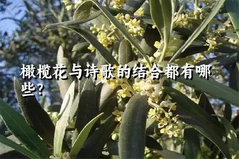 橄欖花與詩歌的結合都有哪些？
