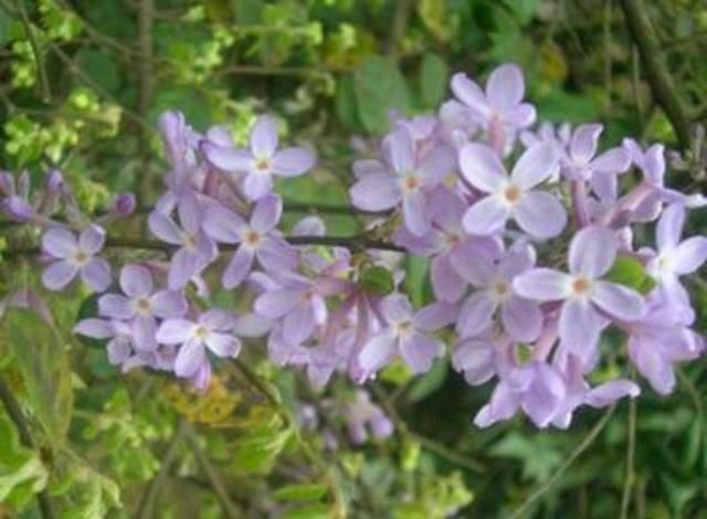 芫花是一种什么样的植物？