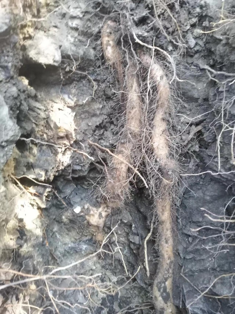 52d262479c8244aaa7c70203ddafe7bc