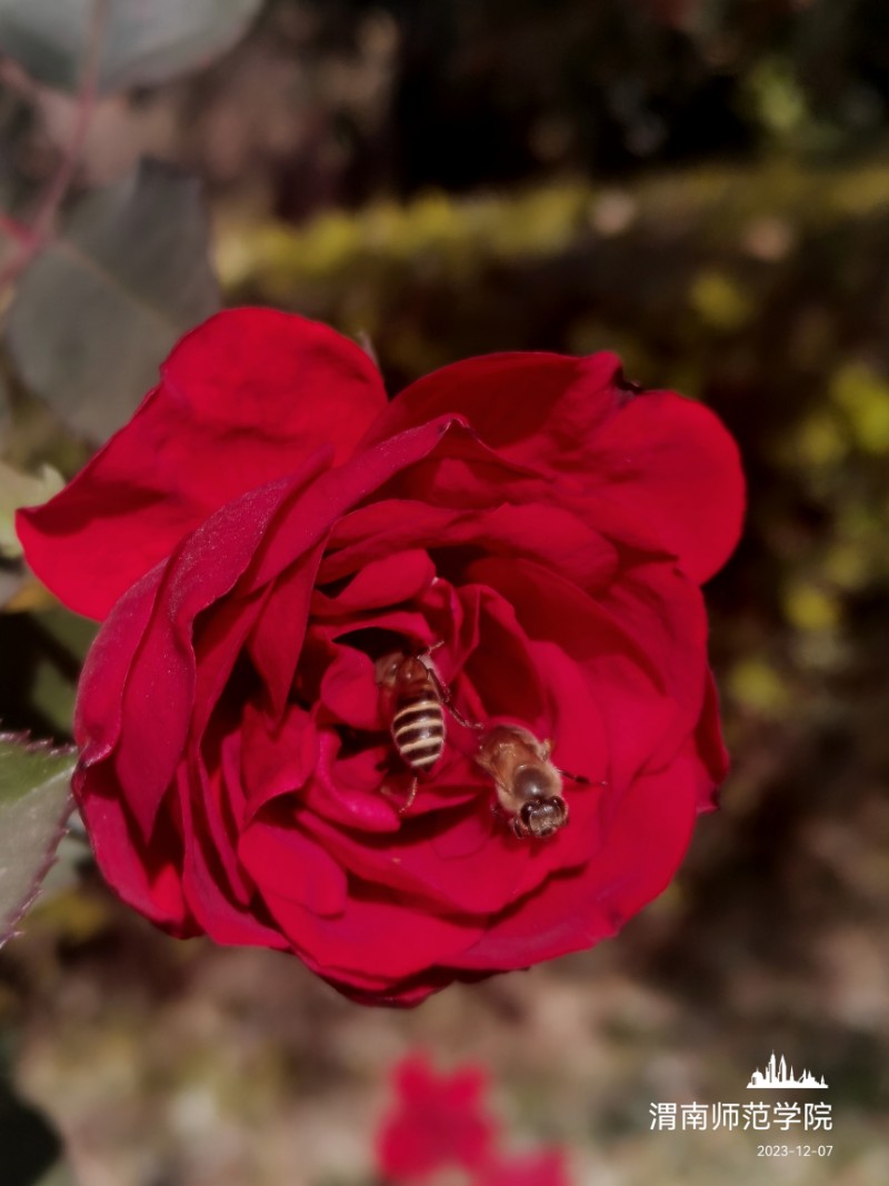 IMG_20231207_115454