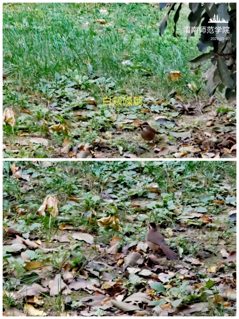 Collage_20231208_002329