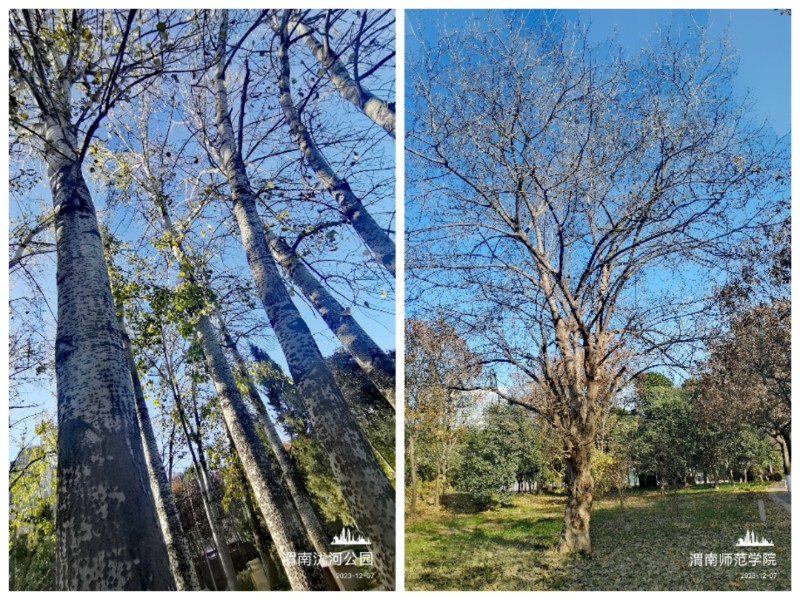 Collage_20231208_002212