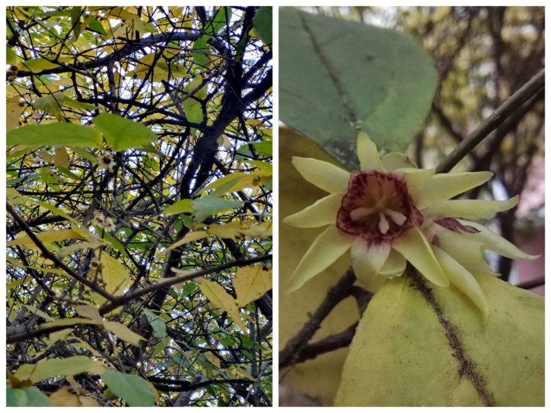 Collage_20231213_132348