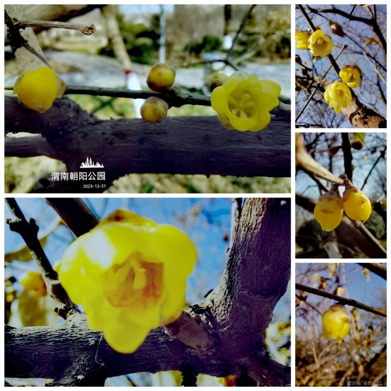 Collage_20231231_181947_edit_2039694686680954