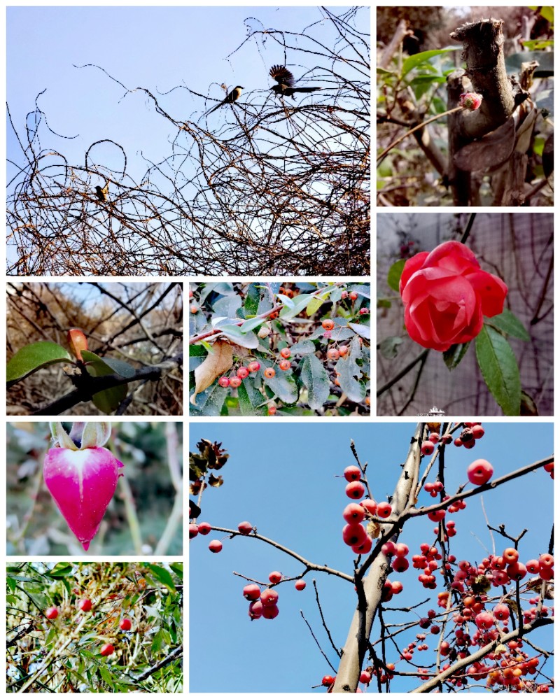 Collage_20231231_182530_edit_2040037560478818