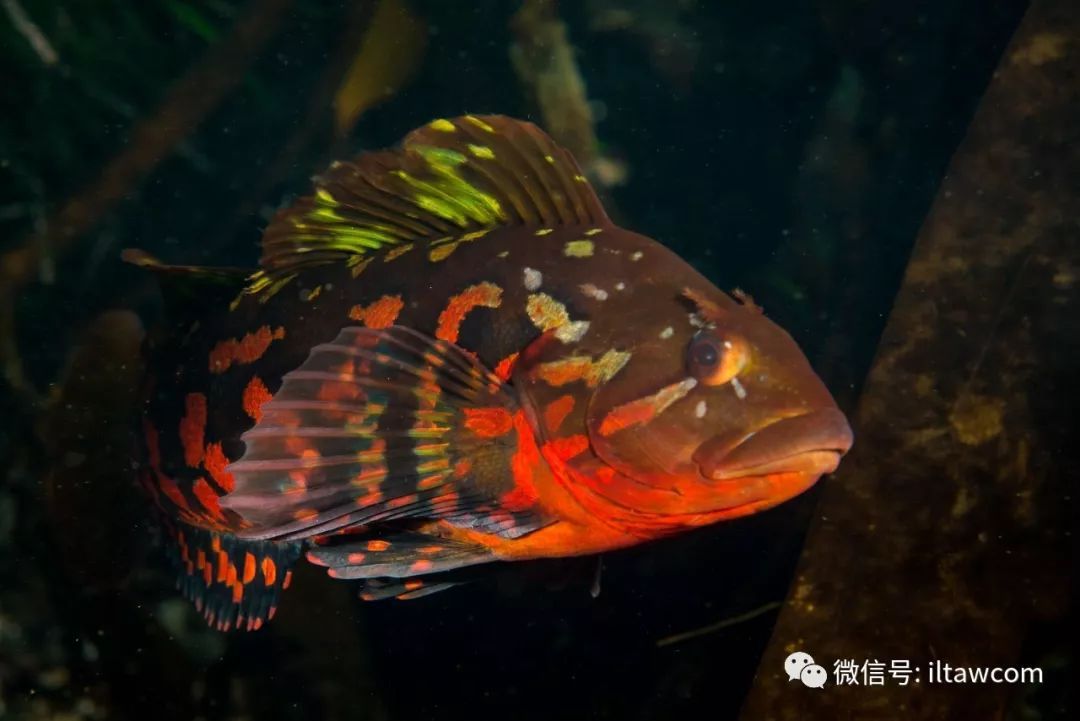 圖片