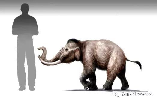 圖片