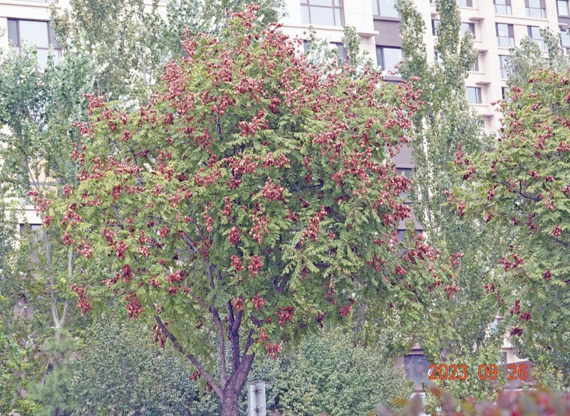 DSC01109_副本