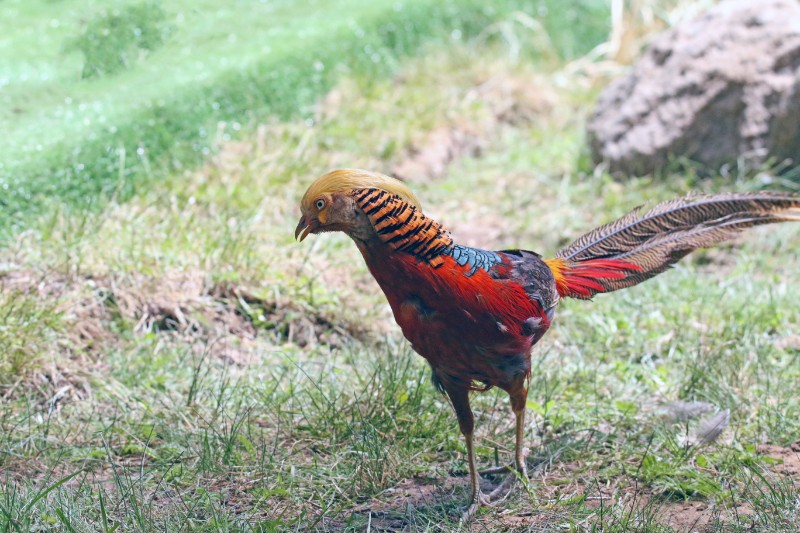 377A8290_看圖王