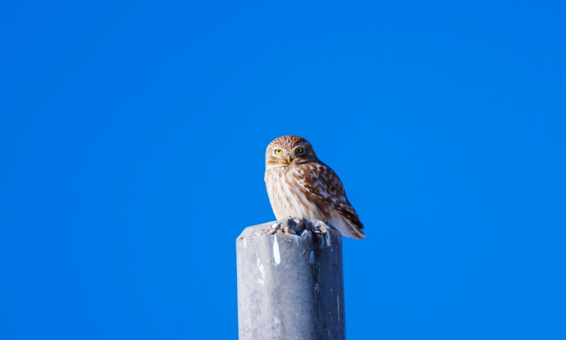 _Y9A8325-